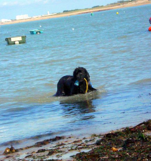 Chien de sauvetage en mer