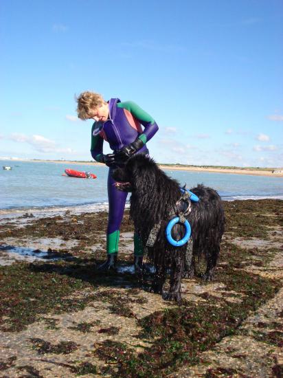 Chien de sauvetage en mer