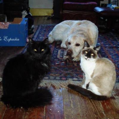 Max et ses chats
