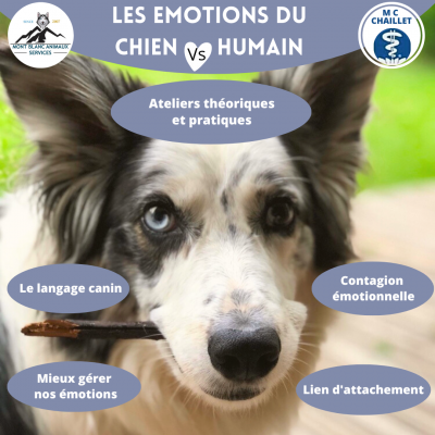 Ateliers émotions chien / humain